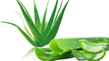 Common Aloe