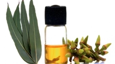What is eucalyptus oil?