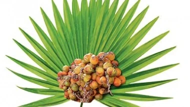 What is saw palmetto?