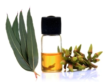Co to jest olejek eukaliptusowy?