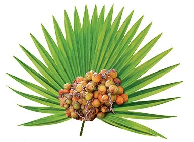 Co to jest palma sabałowa?